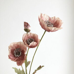 yԁzAXJ/|s[×3 ڂ×1 #055A AeB[N[u/A-34641-55Ay01z ԁiA[eBtBVt[j  ԍށu͍sv |s[