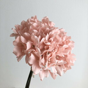 yԁzAXJ/nChWAo`(13{) R[/A-34728-13Ay01z ԁiA[eBtBVt[j  ԍށusv izԁj