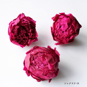 yvU[uhzn_/VNNE 6 fB[vr[/03162-251y01z vU[uht[ vU[uht[ԍ ̑vU[uht[ԍ