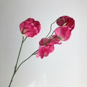 yԁzAXJ/XCgs[×8 tbV/A-34585-26y01z ԁiA[eBtBVt[j  ԍށusv XCgs[