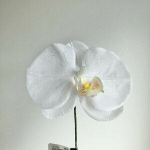 yԁzAXJ/aR`EsbN(L) #001Y zCgCG[/A-73414-1Yy01z ԁiA[eBtBVt[j  ԍށusv R`EiӒj