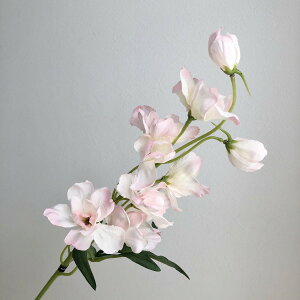 yԁzAXJ/ftBjE CgsN/A-34803-13y01z ԁiA[eBtBVt[j  ԍށusv ftBj[