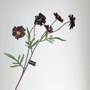 �y���ԁz�A�X�J/�`���R���[�g�R�X���X×5 �ڂ�×1 �`���R�u���E��/A-34992-28C�y01�z ���ԁi�A�[�e�B�t�B�V�����t�����[�j ���� �ԍށu���s�v �R�X���X