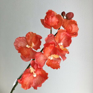 yԁzsԓ]ʁtFIAN/@_I[Lbh/FK0010ORy01z ԁiA[eBtBVt[j  ԍށusv ijEI[Lbh