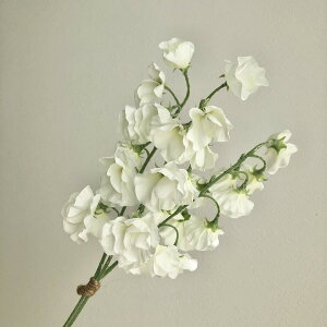 yԁzAXJ/XCgs[o`×27(13{) zCg/A-34161-1y01z ԁiA[eBtBVt[j  ԍށusv XCgs[