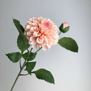 yԁzAXJ/_A×1 ڂ×1 R[/A-34830-13Ay01z ԁiA[eBtBVt[j  ԍށusv _A