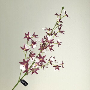 yԁzAXJ/IVW[×32 p[vzCg/A-34836-7Wy01z ԁiA[eBtBVt[j  ԍށusv IVW[