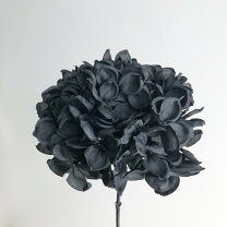 楽天市場】紫陽花 ブラックの通販