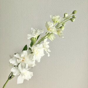 yԁzAXJ/ftBjE×12@ڂ×8@N|zCg/A-32906-011y01z ԁiA[eBtBVt[j  ԍށusv ftBj[