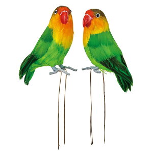 uo[h 2/XZ000155y01z ԎށEt[Xg fR[Vp[cEf ʂ/l`