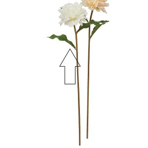 yԁzAXJ/_A zCg(i`H)/A-35208-1y01z ԁiA[eBtBVt[j  ԍށusv _A