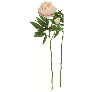 yԁzAXJ/sIj[×1 ڂ×1 \tgs[`/A-35117-4Sy01z ԁiA[eBtBVt[j  ԍށusv VNNi䉖jE{^iOjEsIj[