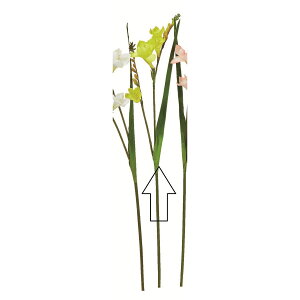 yԁzAXJ/t[WA CG[/A-35101-10y01z ԁiA[eBtBVt[j  ԍށu͍sv t[WA