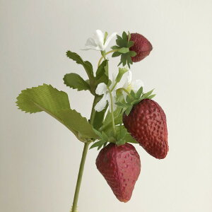 yԁzAXJ/Xgx[sbN@fB[vbh/A-23017-2Dy01z ԁiA[eBtBVt[j ԎAtFCNt[c EXgx[