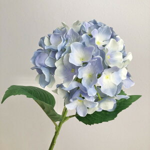 yԁzAXJ/A-32617 nChWA 019@Cgu|/A-32617-019y01z ԁiA[eBtBVt[j  ԍށusv izԁj