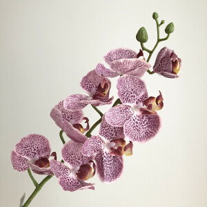 �y���ԁz�A�X�J/A-32409 �R�`���E����X7�@�ڂ�X3 ��006W�@�z���C�g���x���_�|/A-32409-006W�y01�z ���ԁi�A�[�e�B�t�B�V�����t�����[�j �R�`���E�����i�Ӓ����j �t�F�C�N�t�����[ �V���N�t�����[