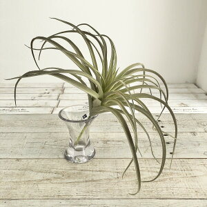 yԁzAXJ/A-41925 eBhVA 063F@tXgOC/A-41925-063Fy01z ԁiA[eBtBVt[j ԗtAtFCNO[ A