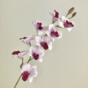 yԁzAXJ/~jfhr[×9 ڂ×2 zCgI[Lbh/A-32999-045Wy01z ԁiA[eBtBVt[j  ԍށusv fhr[