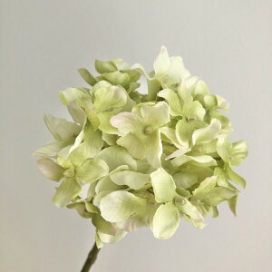 yԁzAXJ/nChWAsbN@003G@sNO|/A-31839-003Gy01z ԁiA[eBtBVt[j  ԍށusv izԁj