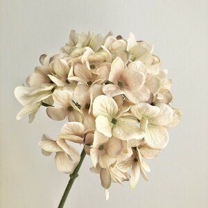 yԁzAXJ/nChWA@008A@\tgx[W/A-32529-008Ay01z ԁiA[eBtBVt[j  ԍށusv izԁj