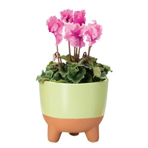 Aؔ  GC`c[I[/i|bgL ~gO[/HH8127y01z[2] K[fjOE|pi t[|bg EZ~bN