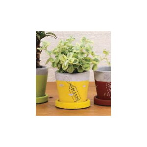 Aؔ  GC`c[I[/vc|bgSS CG[/HT6548y01z[6] K[fjOE|pi t[|bg EZ~bN