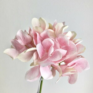 yԁzYDM/nChWAsbN CgsN/FA-7163-L/Py01z ԁiA[eBtBVt[j  ԍށusv izԁj