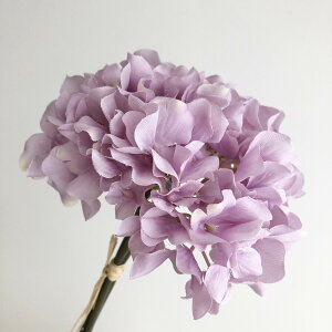 yԁzAXJ/nChWAo`(13{) N[p[v/A-34728-7Py01z ԁiA[eBtBVt[j  ԍށusv izԁj