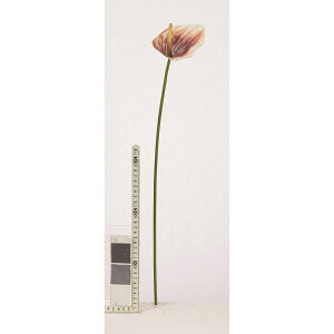 �y���ԁz�A�X�J/�A���X���E�� �`���R�u���E��/A-35307-28C�y01�z ���ԁi�A�[�e�B�t�B�V�����t�����[�j ���� �ԍށu���s�v �A���X�����[��