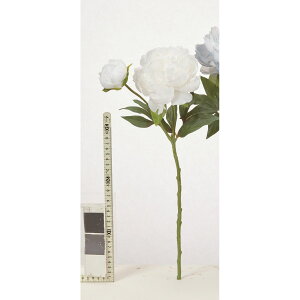 yԁzAXJ/sIj[×1 ڂ×1 zCg/A-35322-1y01z ԁiA[eBtBVt[j  ԍށusv VNNi䉖jE{^iOjEsIj[