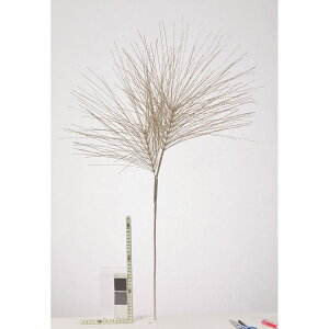 yԁzAXJ/Ob^[pCXv[/AX60893y01z ԁiA[eBtBVt[j Ԏ} 