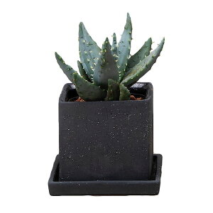 Aؔ  GC`c[I[/Zg|bgXNGASubN/HT7605y01z[4] K[fjOE|pi t[|bg Zg