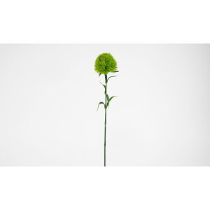 yԁzr_R/Ă܂葐 Cg/O[/V25092-023LT/Gy01z[24{] ԁiA[eBtBVt[j ԗtAtFCNO[ ̑̑ԗtEtFCNO[