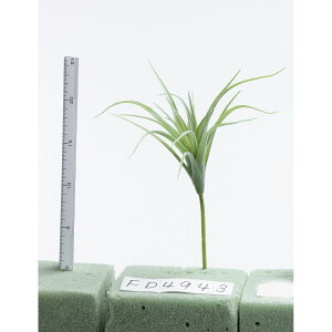 yԁzr_R/eBWA O[/FD4943-024Gy01z[12{] ԁiA[eBtBVt[j ԗtAtFCNO[ A