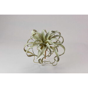 yԁzr_R/LZ O[/V22061-024Gy01z[4{] ԁiA[eBtBVt[j ԗtAtFCNO[ A