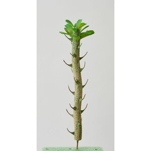 yԁzr_R/|L|fBE O[/F4116-024Gy01z[12{] ԁiA[eBtBVt[j ԗtAtFCNO[ A