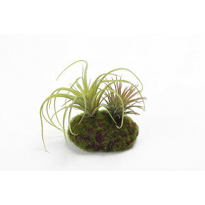 yԁzr_R/eBWAXAW O[/FD4035-024Gy01z[12] ԁiA[eBtBVt[j ԗtAtFCNO[ ہAX