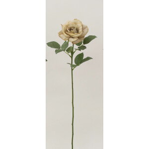 yԁzr_R/tA[Y(L) x[W/F5061-013BEIGEy01z[12{] ԁiA[eBtBVt[j  ԍށu͍sv o