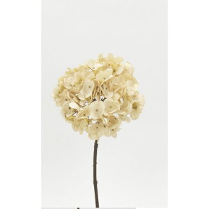 yԁzr_R/hCnChWA x[W/V22150-013BEIGEy01z[12{] ԁiA[eBtBVt[j  ԍށusv izԁj