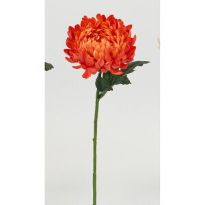 yԁzr_R/NVbN} T[/V25144-031SALy01z[12{] ԁiA[eBtBVt[j  ԍށusv LNiejEs|}