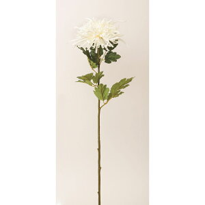 yԁzr_R/ъe N[/F5008-037Cy01z[12{] ԁiA[eBtBVt[j  ԍށusv LNiejEs|}