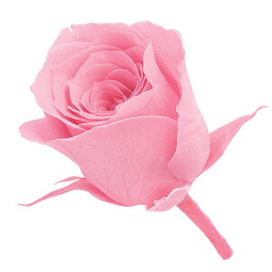 �y�v���U�[�u�h�z��n�_��/�r�r�A���E�~�j�Z���N�V���� 9���� �v�����Z�X�s���N/2371-181�y01�z �v���U�[�u�h�t�����[ �v���U�[�u�h�t�����[�ԍ� �͍s �o���i���[�Y�j�K�N �ԍ� �n���h���C�h