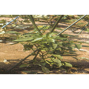DAIM/�O�r�x�� 7mmxL90cm�y01�z �K�[�f�j���O�E���|�p�i ���|���� �x�� ���|�x�� �C�{�x�� �C�{�| �x�� �ƒ�؉� �|�ǎx�� ��|�x�� ���|�p�x�� �鐫�A�� ��� �͔| �؉� �A�[�`�x�� ���|�l�b�g