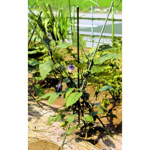 DAIM/�O�r�x�� 11mmxL120cm�y01�z �K�[�f�j���O�E���|�p�i ���|���� �x�� ���|�x�� �C�{�x�� �C�{�| �x�� �ƒ�؉� �|�ǎx�� ��|�x�� ���|�p�x�� �鐫�A�� ��� �͔| �؉� �A�[�`�x�� ���|�l�b
