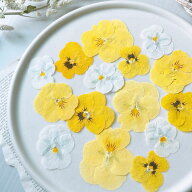 【ドライ】m flowers/押し花 ビオラ ミックス イエロー系 15輪【10】 ドライフラワー 押し花花材 ハンド…