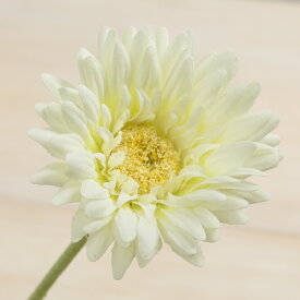 【造花】YDM/シングルガーベラ　ホワイト/FA6624-W【01】【取寄】 造花（アーティフィシャルフラワー） 造花 花材「か行」 ガーベラ