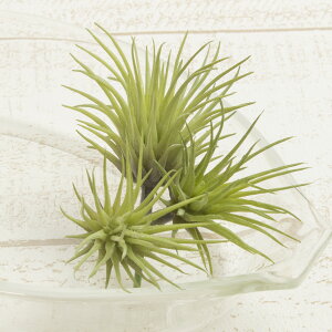 �y���ԁzYDM/�~�j�`�����W�A�s�b�N�@3�R�C���@�O���[��/FG4585-GR�y01�z ���ԁi�A�[�e�B�t�B�V�����t�����[�j �t�� �G�A�v�����c �G�A�[�v�����c �`�����W�A �t�F�C�N�O���[�� �C���e���A �ԍ�