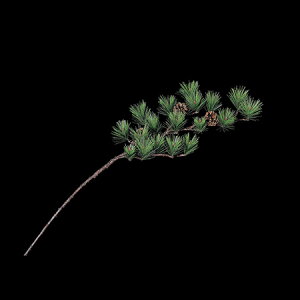 yԁzAXJ/ܗt@044@i`/A-74397y01z ԁiA[eBtBVt[j Ԏ} 