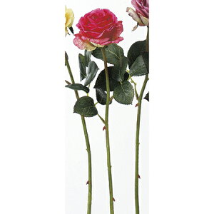 yԁzAXJ/[Y r[eB/A-31828-22y01z ԁiA[eBtBVt[j  ԍށu͍sv o