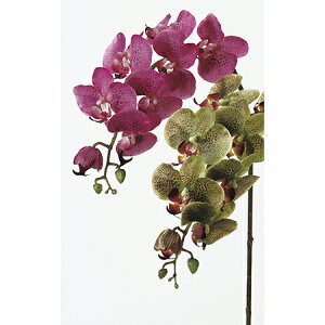 yԁzAXJ/R`E×7 ڂ×3@I[Lbh/A-32409-45y01z ԁiA[eBtBVt[j  ԍށusv R`EiӒj